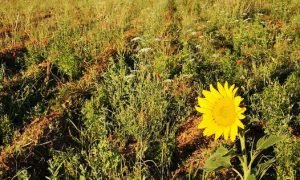 Légumes et autres produits biologiques Ferme familiale